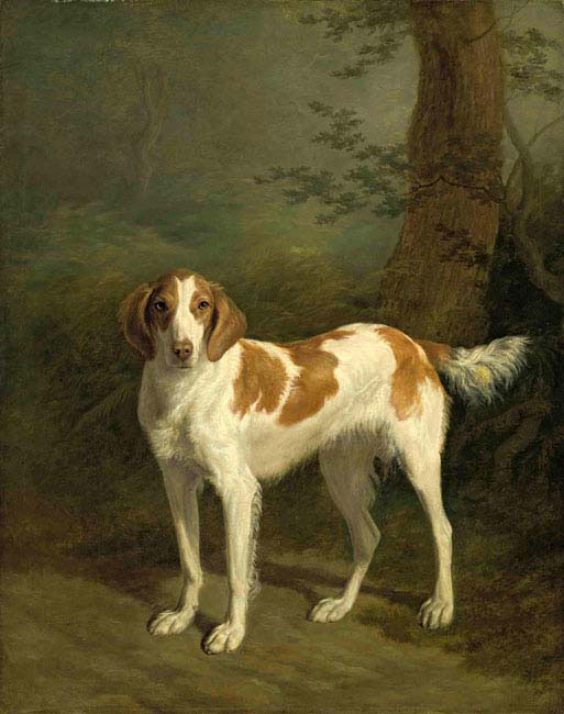 dash a setter in a wooded landscape